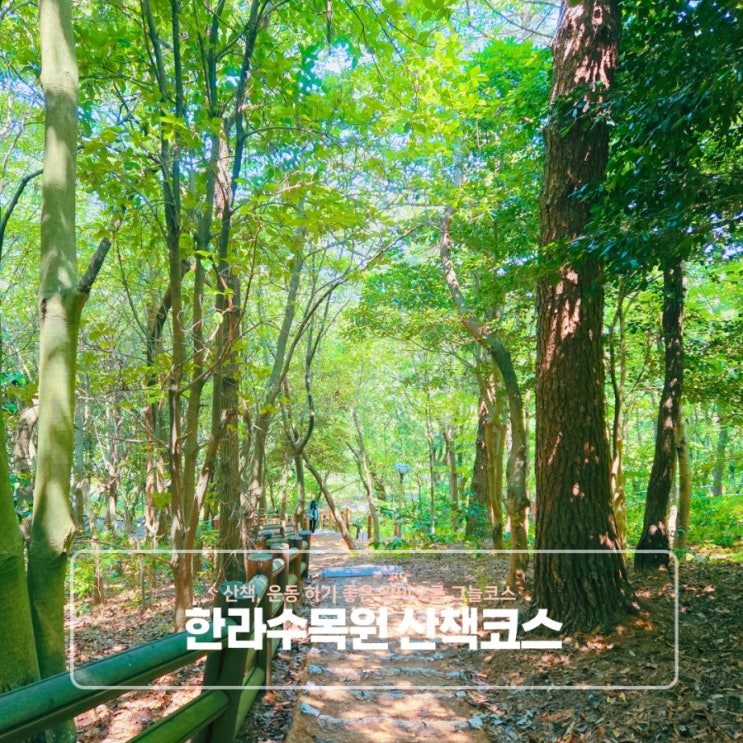  한라수목원 산책 코스 | 산책, 운동 하기 좋은 광이오름 그늘코스