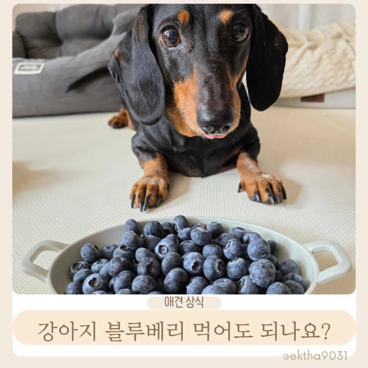  강아지 블루베리 냉동 먹어도 되나요, 신장에도 좋은 과일 급여 방법