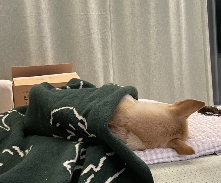  강아지 신부전 식단 관리법. 좋은 재료와 피해야 할 음식, 주의할 점