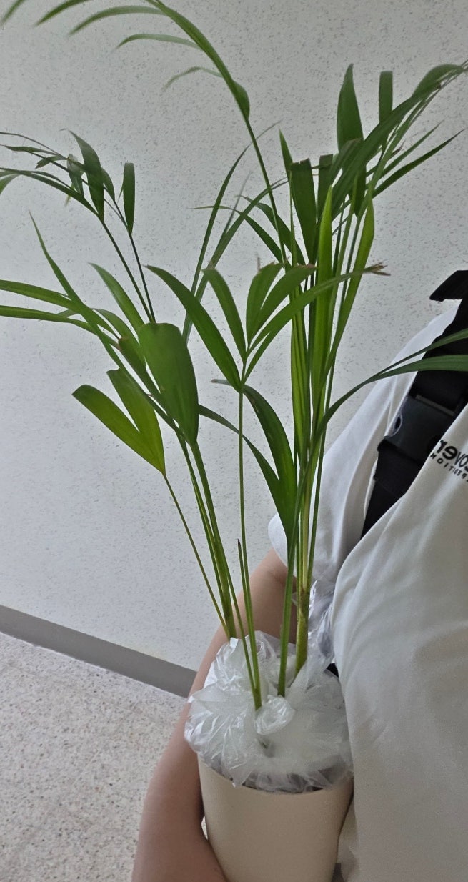250625 흙이 보배다 보흙, 배흙 구매+회사에서 식물 키우기