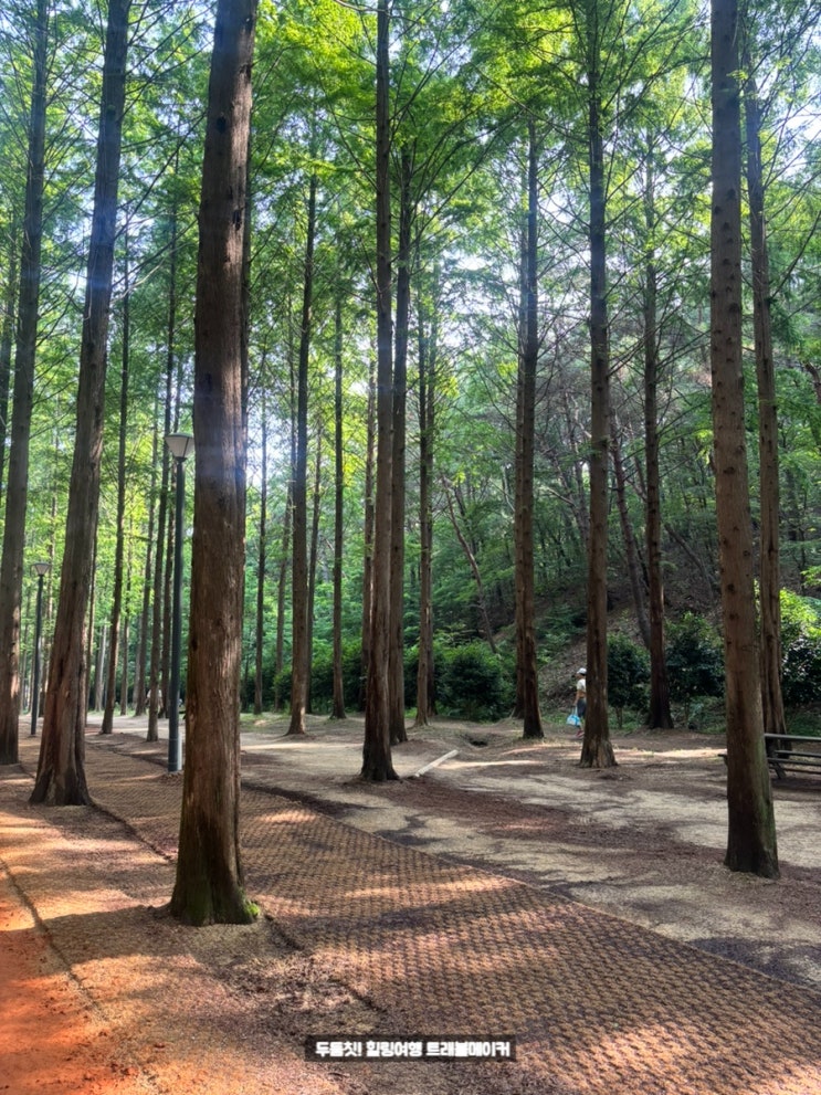  울산대공원 산책로 메타세콰이어길 맨발걷기, 수국현황