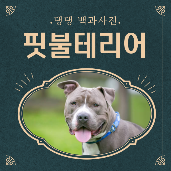 핏불테리어 포토 분양 주의점 핏불 성격 특징