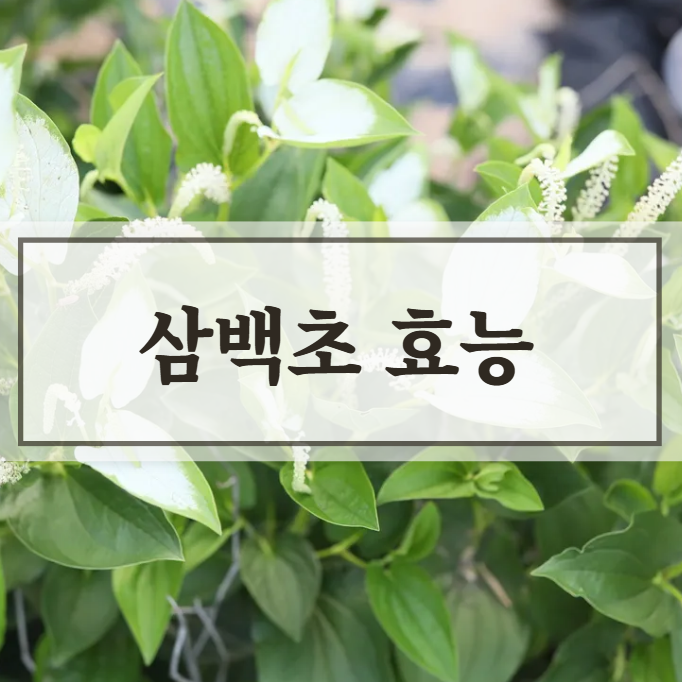  삼백초 추출물 비염 효능 삼백초차