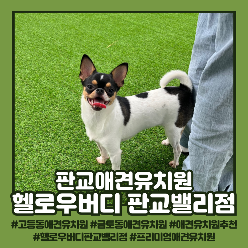 헬로우버디 애견유치원 애견호텔 판교밸리점