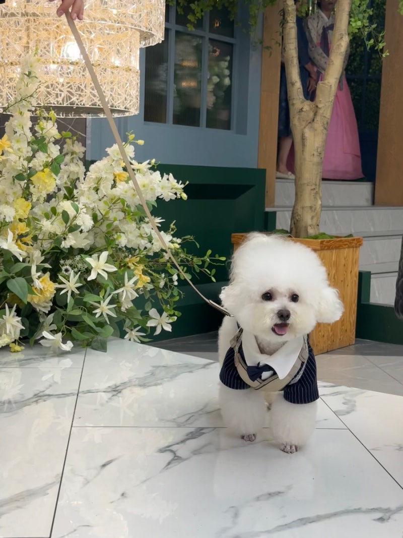 섭이의 강아지 화동 체험기 (결혼식 화동/강아지 턱시도/화동풍선/화동헬륨풍선)