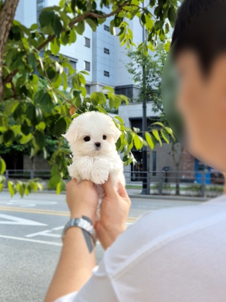 세종애견샵 이직 후 강아지와 함께하는 삶 애견분양후기