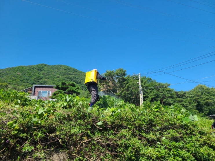  울산울주군 척과리 전원주택부지 제초대행("울산제초대행")