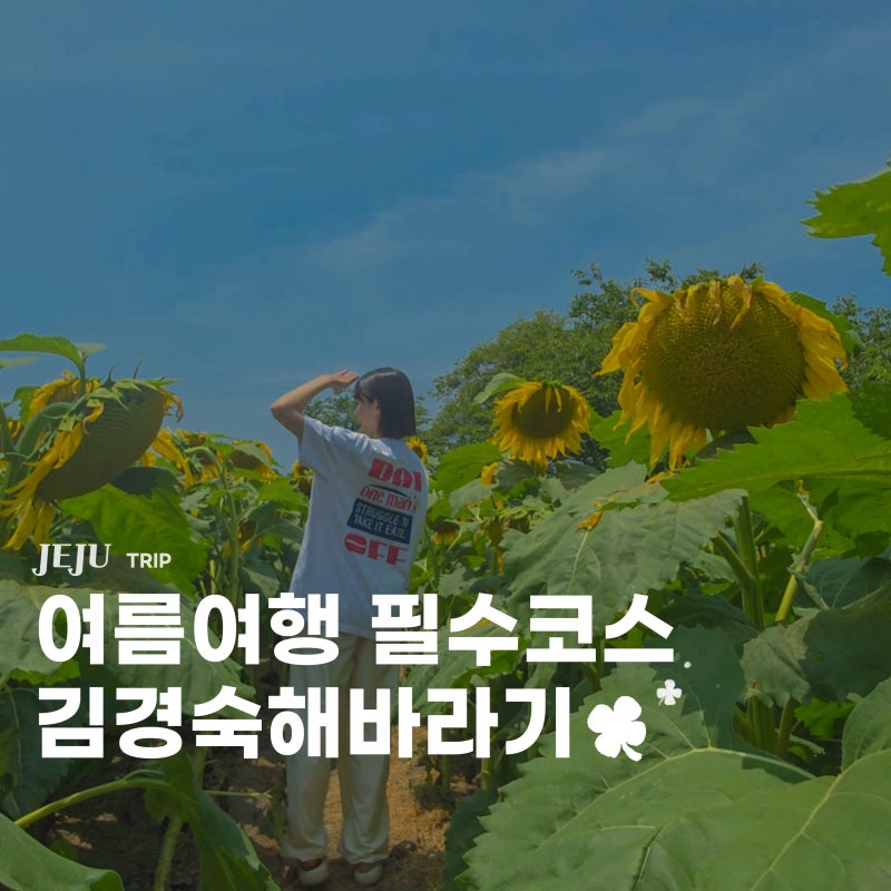 제주 해바라기명소 김경숙해바라기 농장 7월 실시간후기