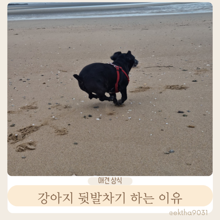  강아지 뒷발차기 귀엽다고만 생각하면 안 되는 이유