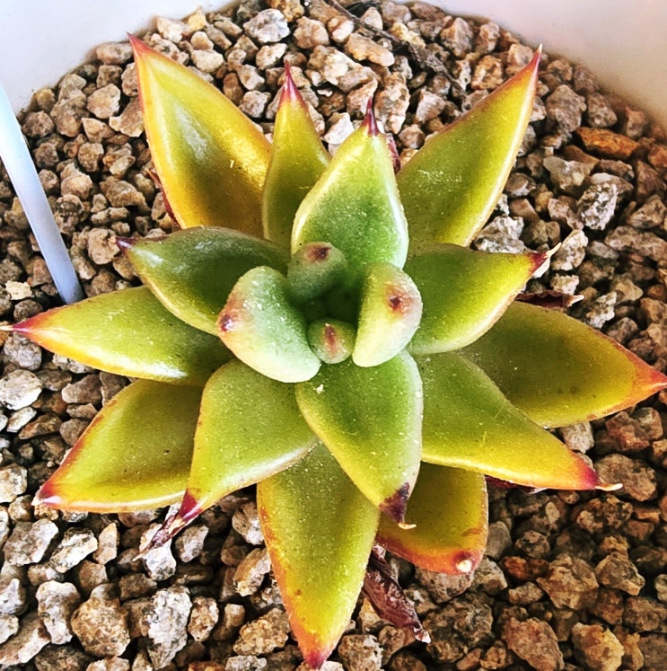  20250705 햇살마리아, 꽃기린