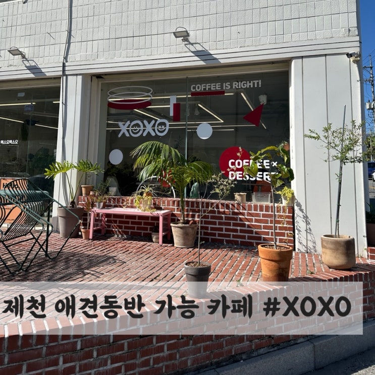  충북 제천카페 XOXO : 애견동반까지 가능한 감성카페