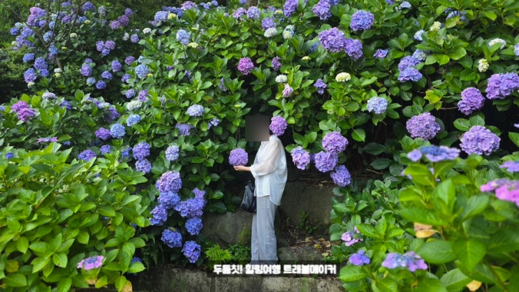  태종사 수국축제 태종대 다누비열차 법융사 부산 영도 가볼만한곳