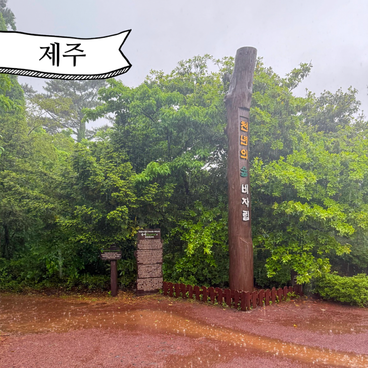  제주 비자림 숲 제주도 혼자 여행 코스 비오는날 비자림 입장료