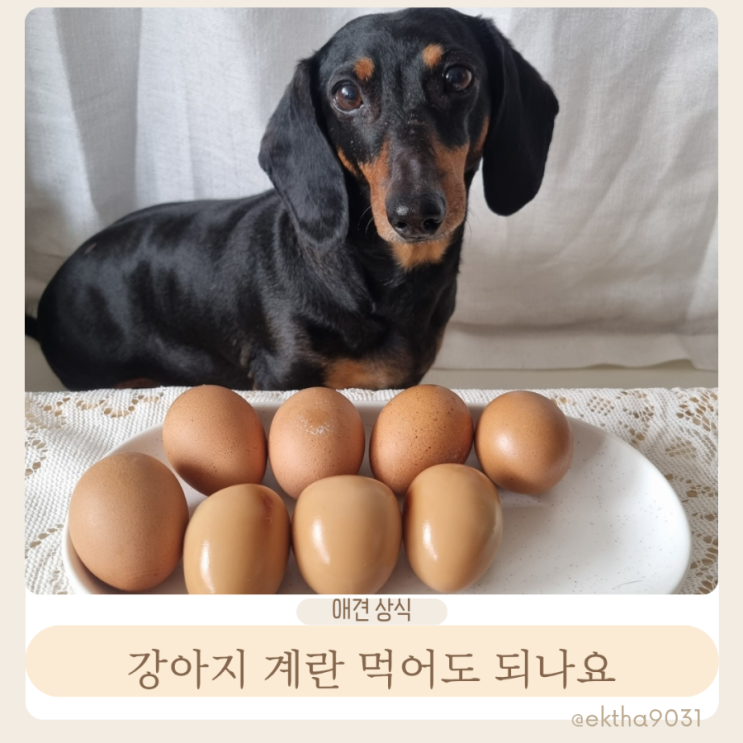  강아지 계란 급여 여부 삶은계란 흰자 노른자 날계란은 안돼요