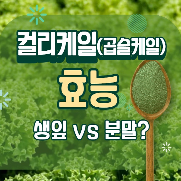 컬리케일 곱슬케일 효능 분말 씨앗 파종