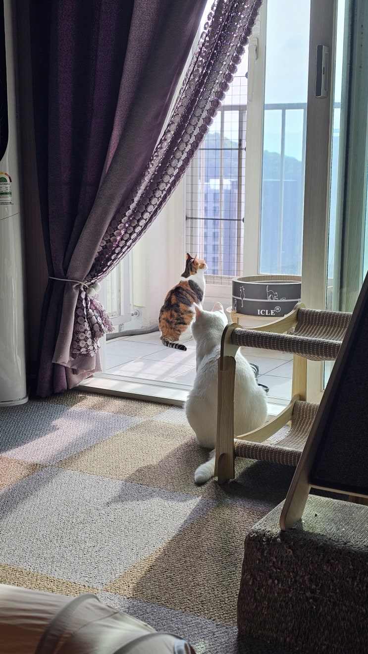  고양이 일상 : 24시간 에어컨 켜도 환기는 중요! 만두통 숨숨집 쟁탈전?! 아침마다 열리는 섬섬옥수의 조용한 전쟁