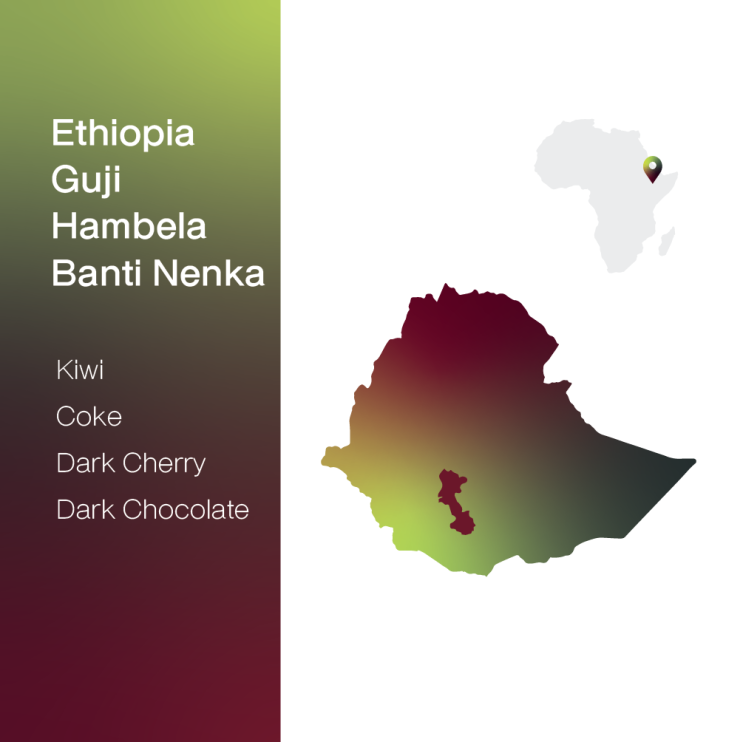  [생두 & 로스팅 리뷰] - 에티오피아 구지 함벨라 반티 넨카 무산소 내추럴 - Ethiopia Guji Hambela Benti Nenka Anaerobic Natural