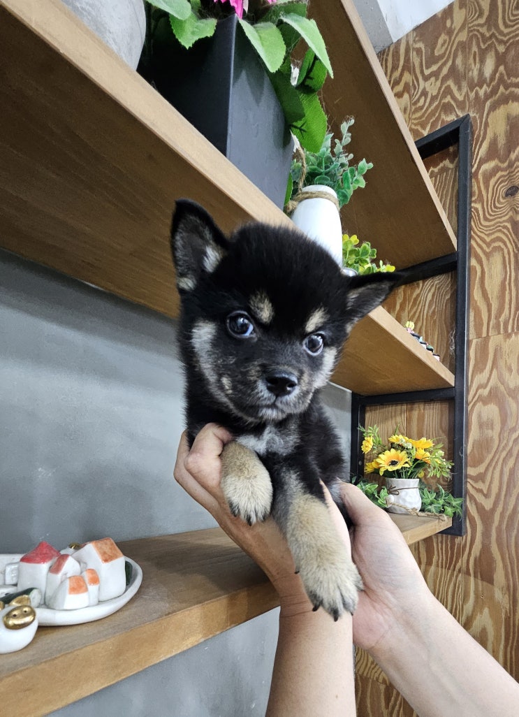  블랙탄 시바견 분양후기