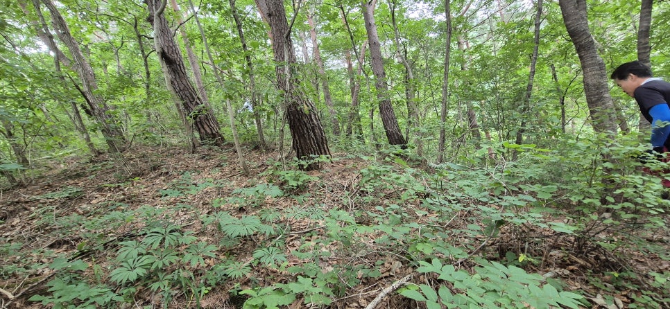 신병산 사진 4