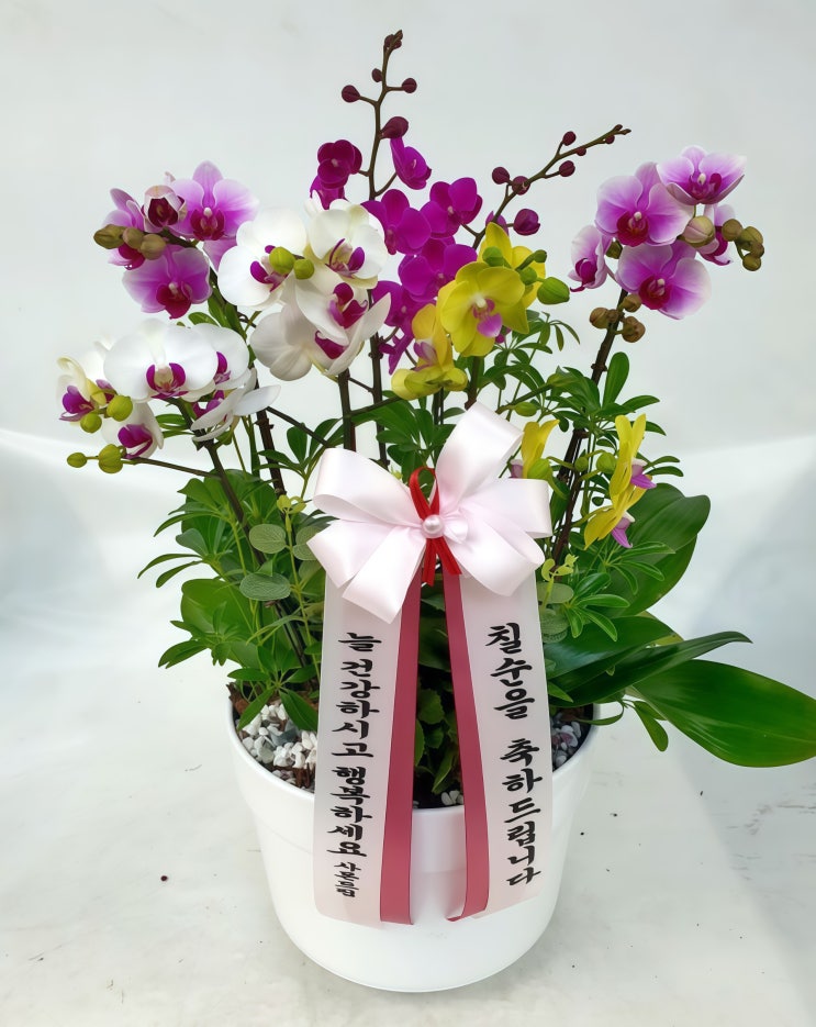  서양란 선물, 이것만 알면 센스 만점! 똑똑하게 고르는 팁[일산 꽃집, 주엽 꽃집, 킨텍스 꽃집, 주엽 플라워]