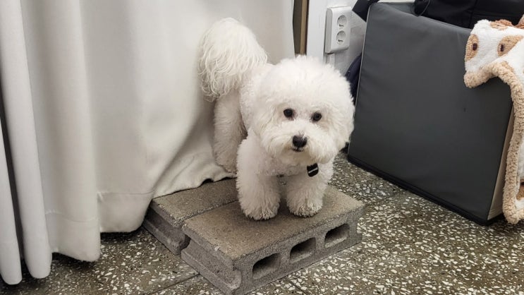  [연산] 배송도 되는 기호성 좋은 부산수제간식 몽도날드