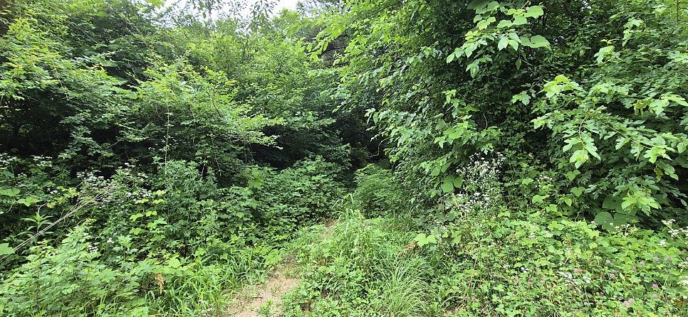 신병산 사진 3