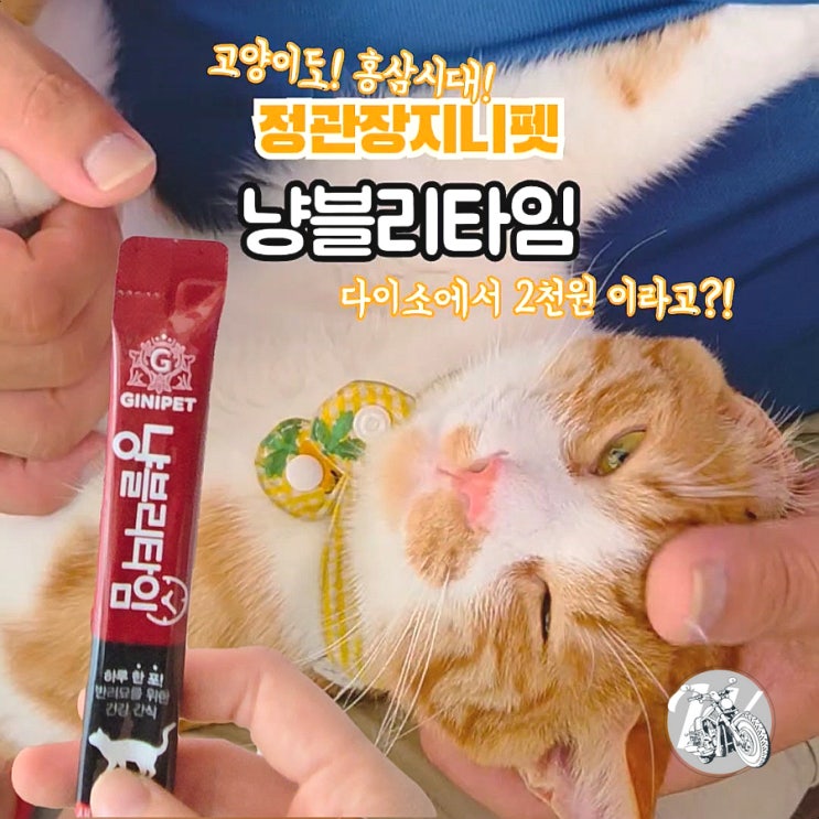  정관장 지니펫 고양이 다이소 츄르 반려묘 홍삼 시대 냥블리타임