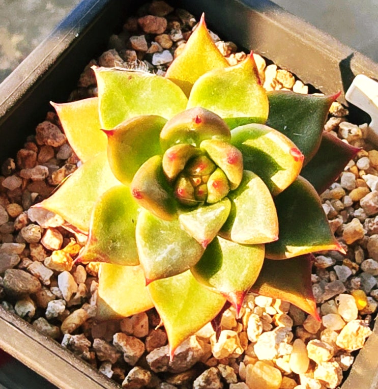  20250707 서시, 로라