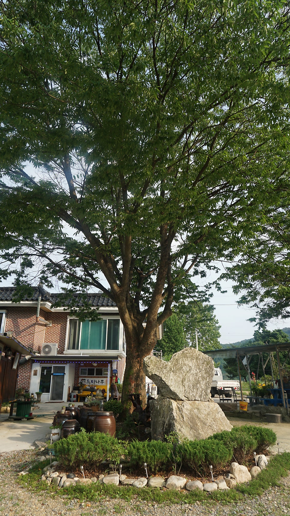 굴지느티나무식당 사진 5