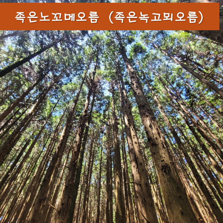  《제주오름》 족은노꼬메오름 (족은녹고뫼오름, 족은녹고메오름) 편백나무숲이 멋진 여름에 가기 좋은 오름.