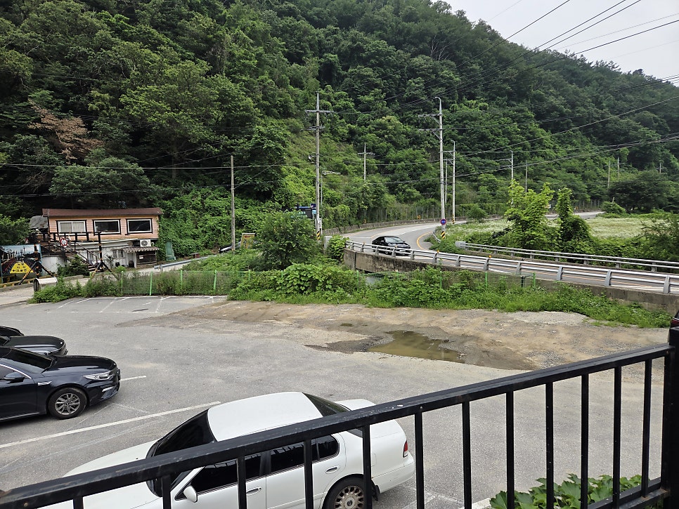 고양이숲 사진 5