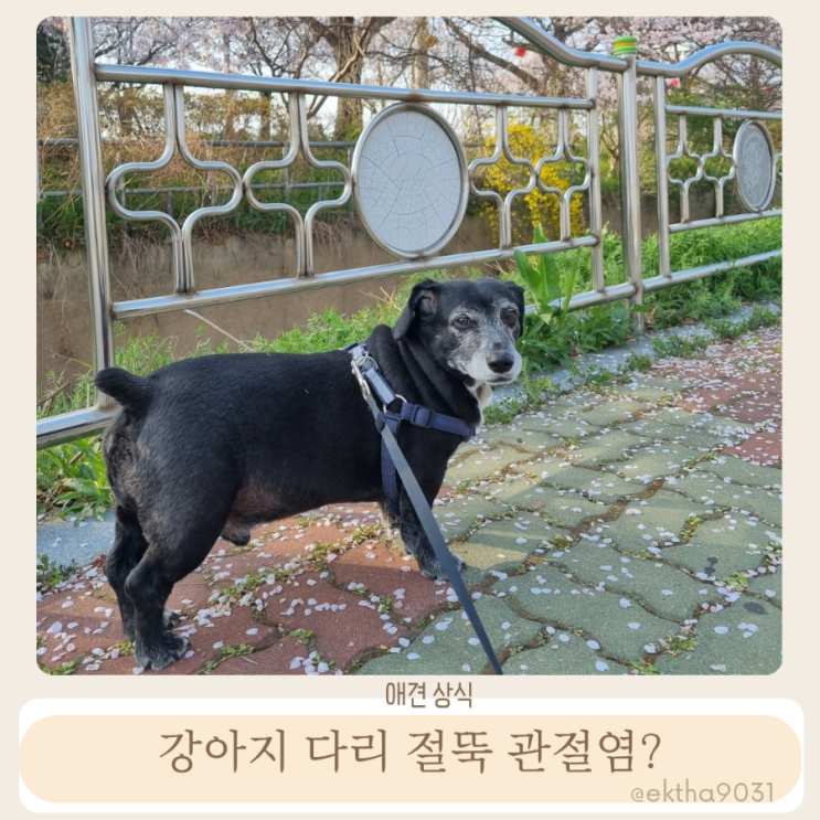  강아지 다리 절뚝 거린다면 관절염 의심해야 해요