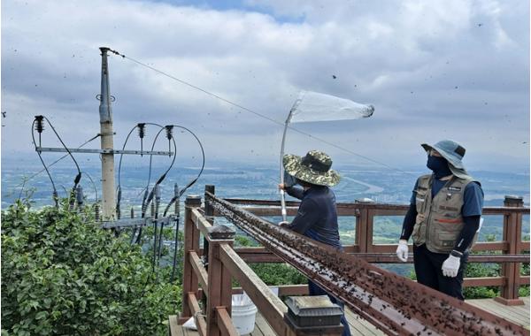 인천시, 계양산 러브버그 방제 상황 점검