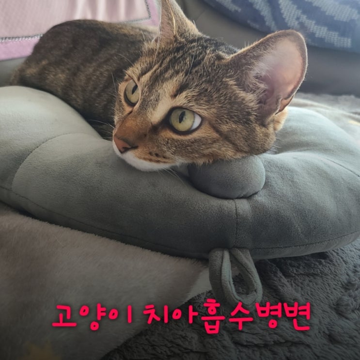 고양이 치아흡수병변 초기 증상과 치료 발치 비용