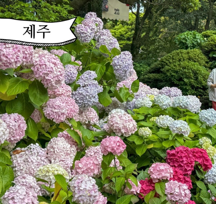  제주 카멜리아힐 수국길 명소 국내 여자 혼자 여행 입장료 주차