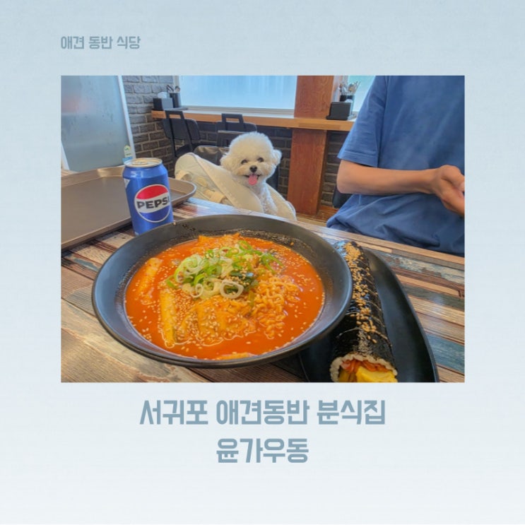  서귀포 중문 애견동반 식당 윤가우동