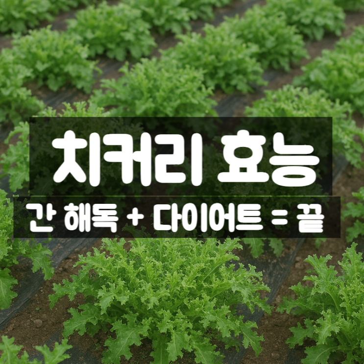  치커리 효능 부작용 – 간 해독과 다이어트에 도움을 준다고?