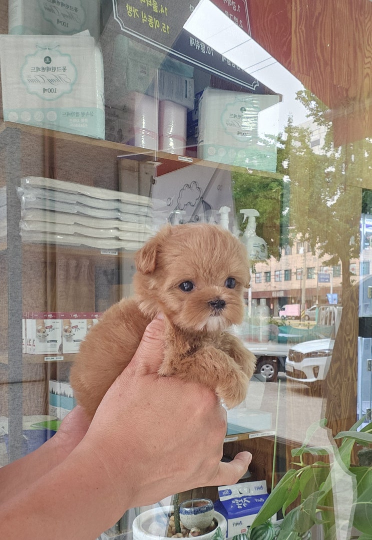  인천강아지분양 전 주의사항