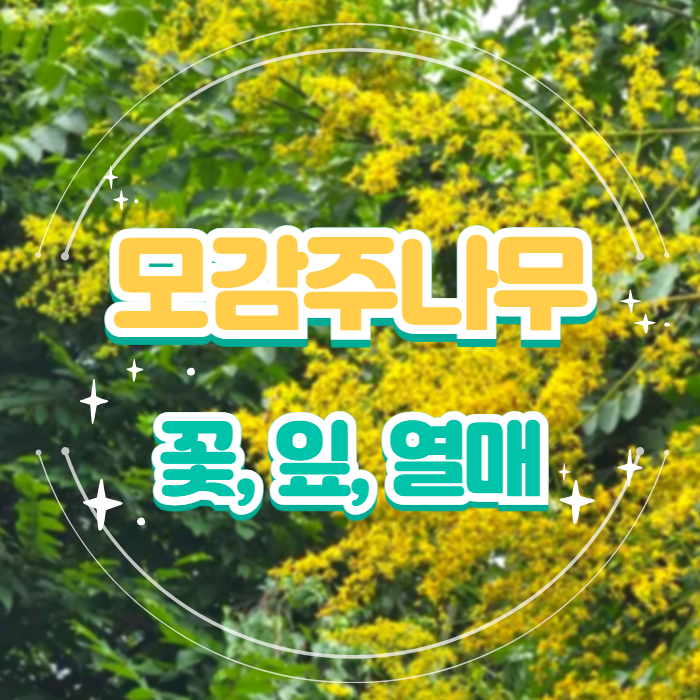  모감주나무 꽃 열매 잎 효능 꽃말 군락