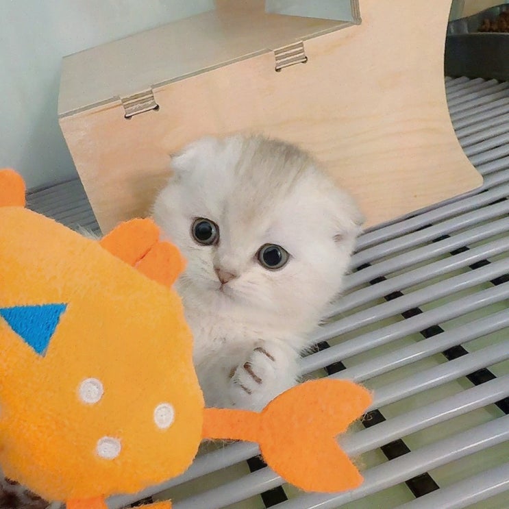  [고양이분양리뷰] 천안고양이분양 퍼스트캣 본점, 믿을 수 있는 공주랙돌분양
