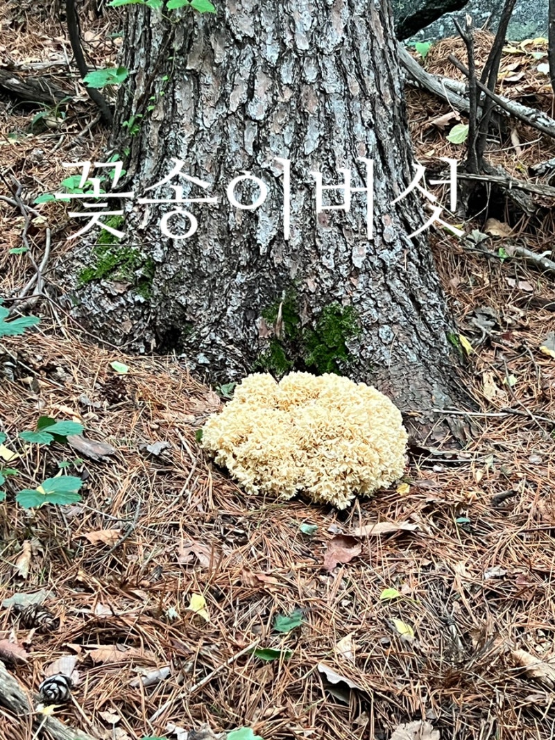 자연산 꽃송이버섯 채취시기 자생지 효능과 건조방법 먹는법
