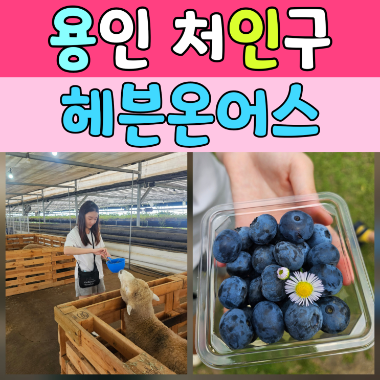  [용인가볼만한곳] 아이들과 헤븐온어스 블루베리 수확 후기