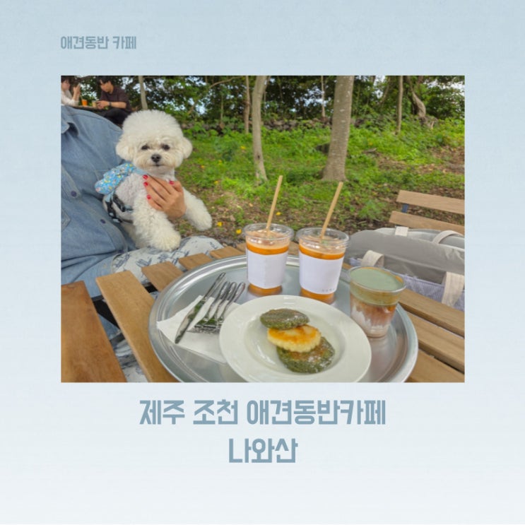  제주 조천 실내도 애견동반 가능한 감성 카페 나와산