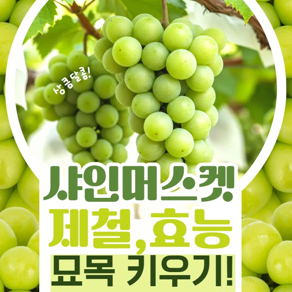  샤인머스켓 제철 및 효능, 묘목 키우기 난이도