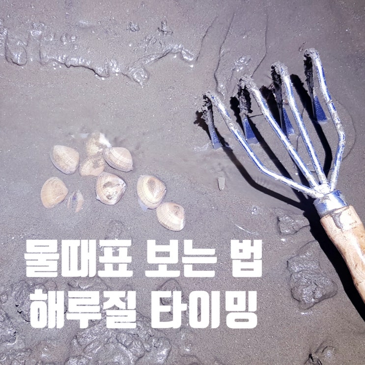  제부도 물때표 보는 법 갯벌 간조 만조 물때시간표 해루질 낚시 타이밍 정리