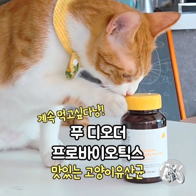  고양이 유산균 유비벳 푸 디오더 똥냄새 설사 해결하자