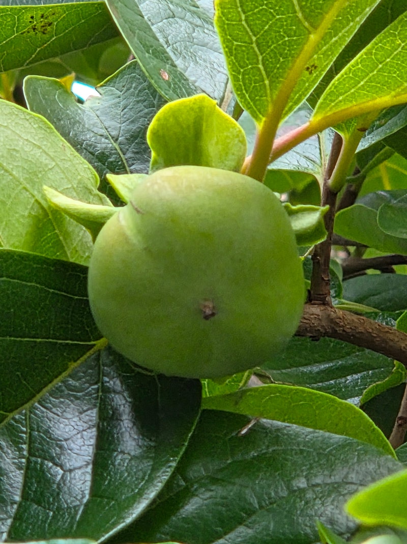 정책지식 2025.7.8. : 네이버 블로그