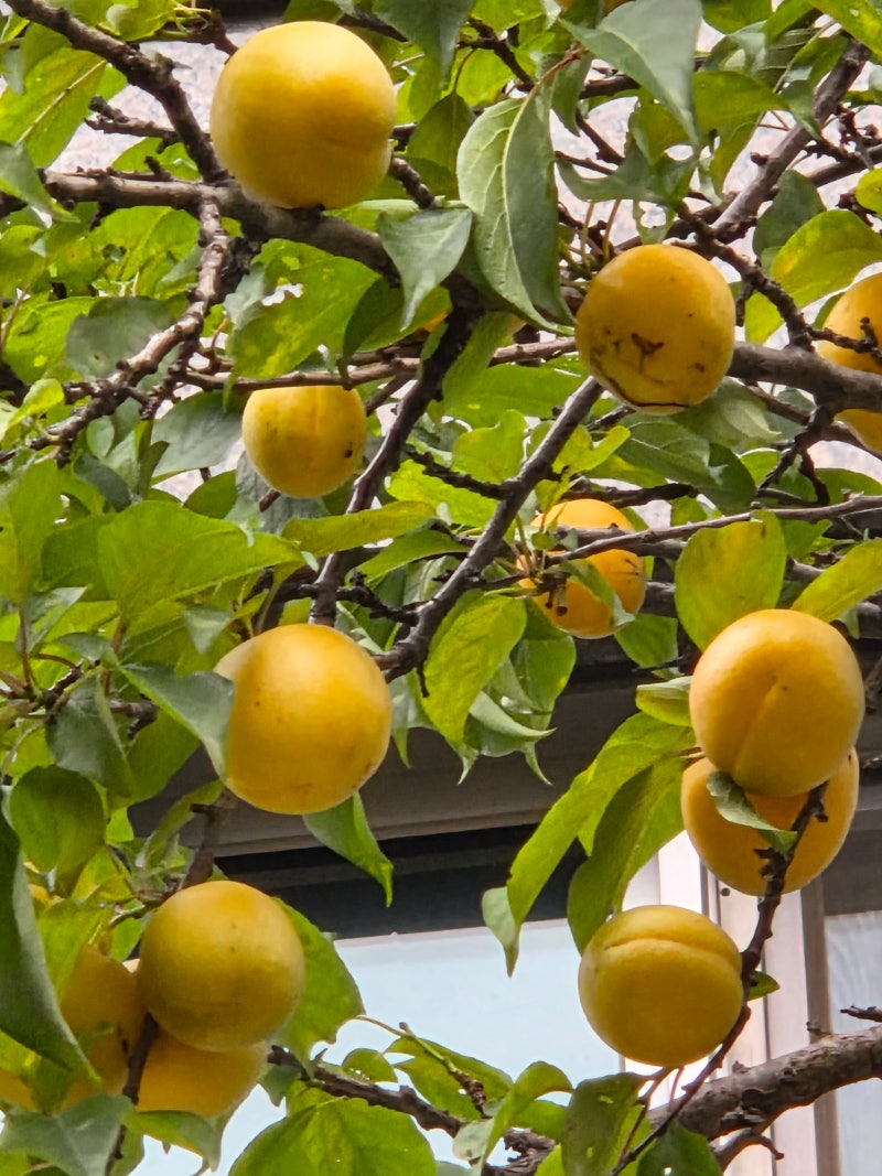 정책지식 2025.7.8. : 네이버 블로그