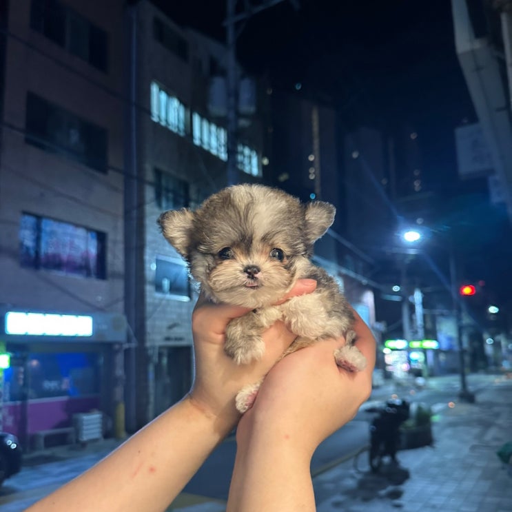  샵펫에서 보실 수 있는 미니사이즈 치와푸분양