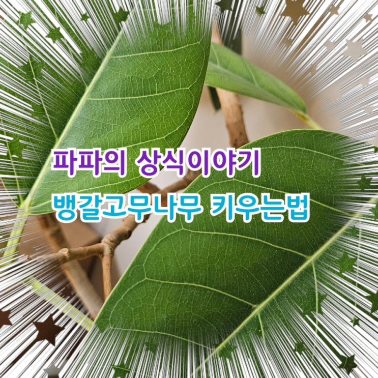  뱅갈고무나무 잘키우는 법 알아보기.